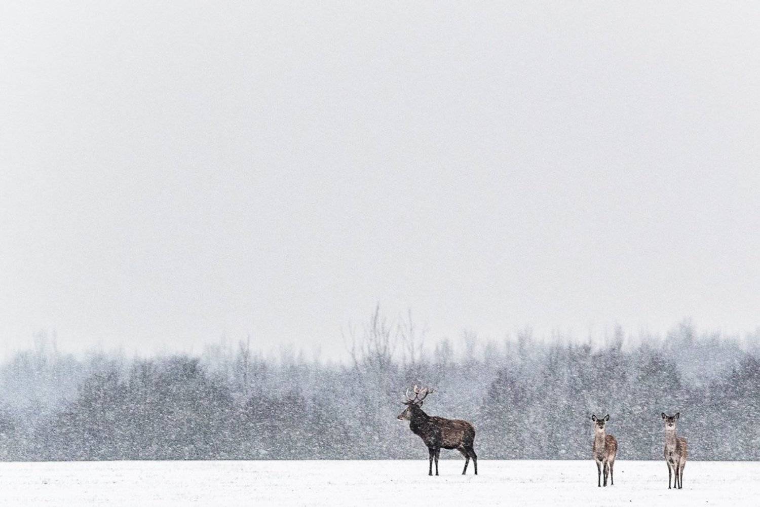 , Евгений Мельников