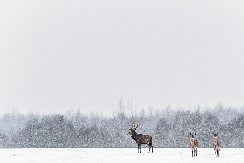 Олений минимализм фото превью