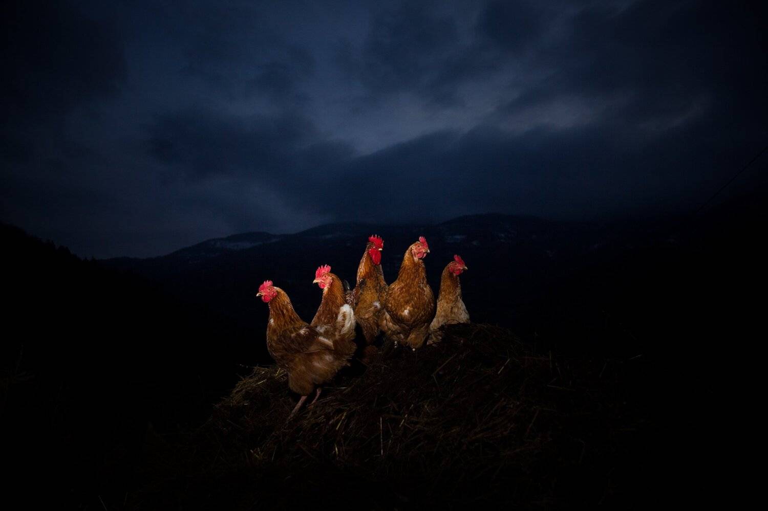 animal, djakovo, mountain, domestic, night, rooster, chicken, cockerel, cock, isolated, dark, organic, chick, nightlife, Марко Радовановић