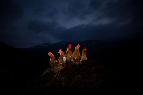 One to rule them all