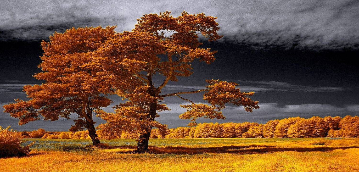 infrared,ик-фото,инфракрасное фото,инфракрасная фотография,пейзаж,природа,беларусь,осень, Sixten ( Сергей )