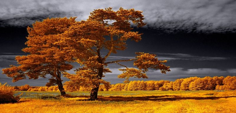 Уходило лето. Инфракрасная фотография. фото превью