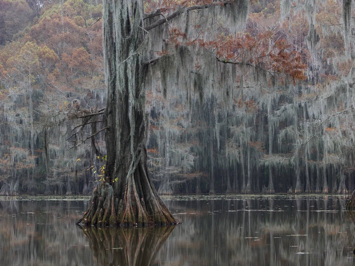 мох, болото, осень, кипарис, америка, Марина Маликова