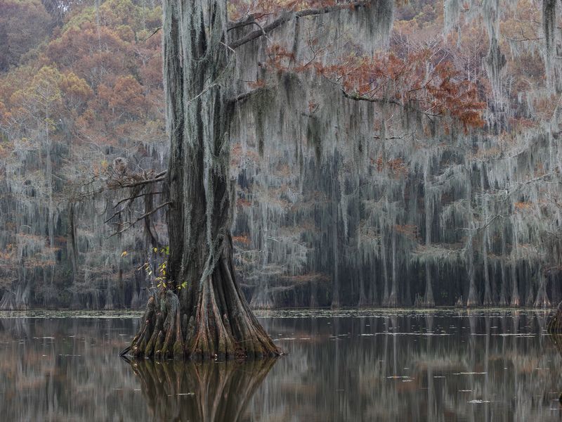 мох, болото, осень, кипарис, америка Золотая осень в кипарисовых болотах фото превью