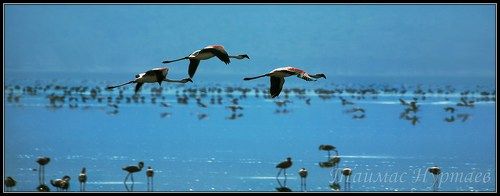 ПЕРНАТЫЙ МИР  САВАННЫ