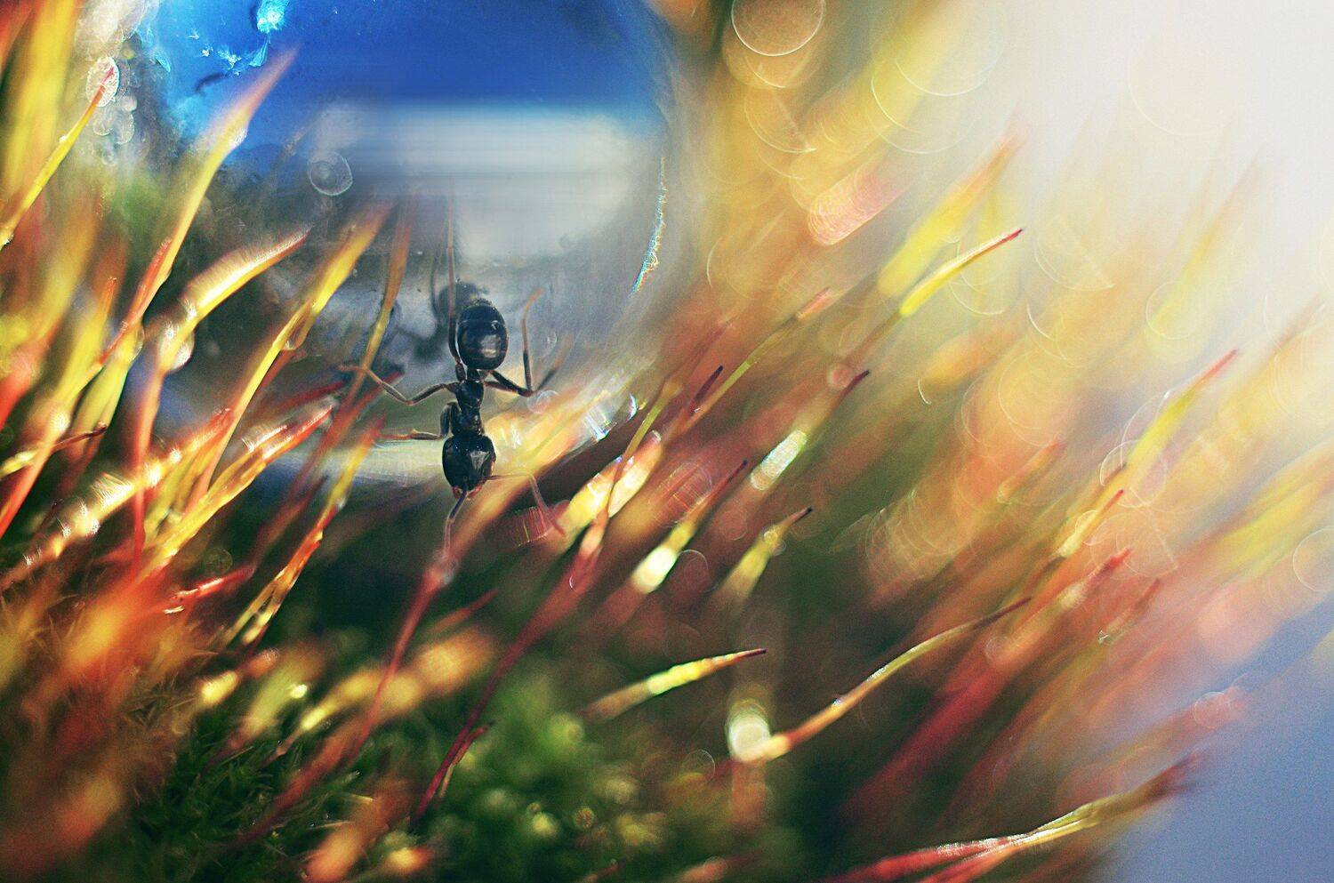 , Лапшина Владлена