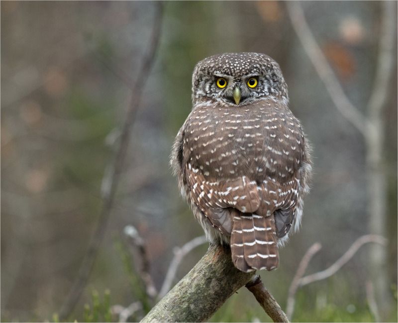 Сыч-воробей фото превью