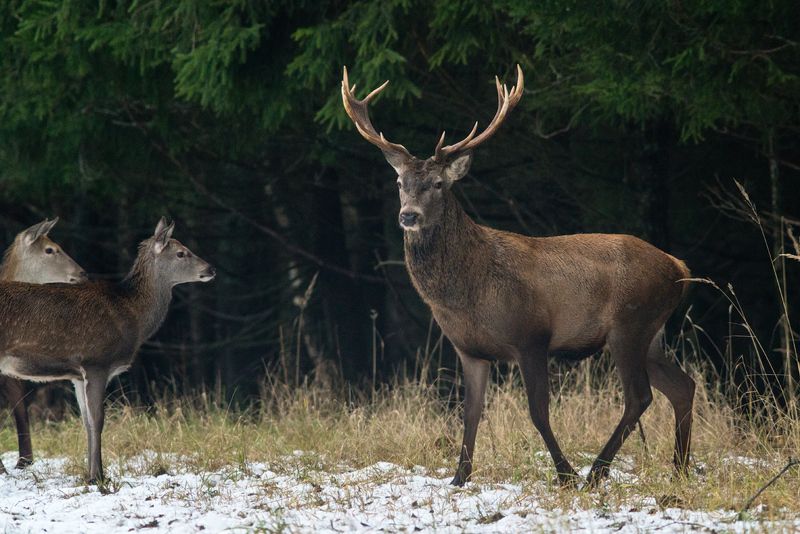 *** фото превью