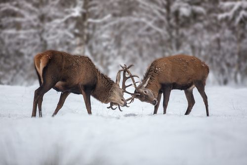 Мужские игры