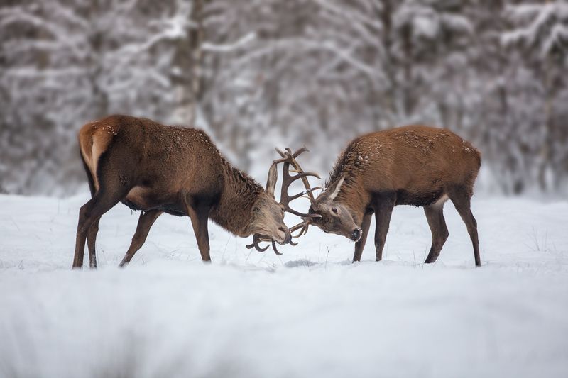 благородный олень Мужские игры фото превью