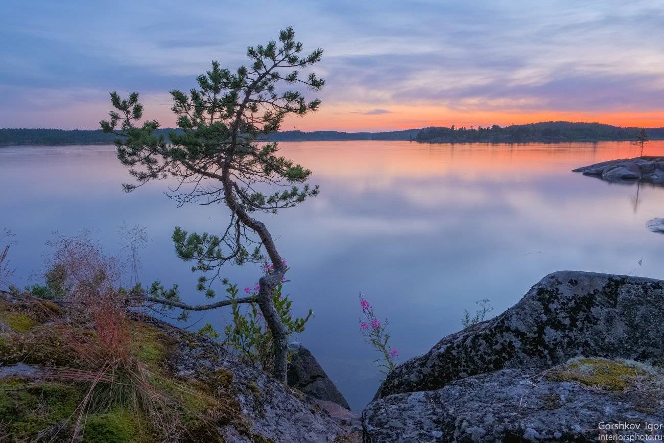ладога,пейзаж,природа,вечер,закат,камни, острова,шхеры,вечер,дерево,сосна,россия,озеро,небо, Горшков Игорь