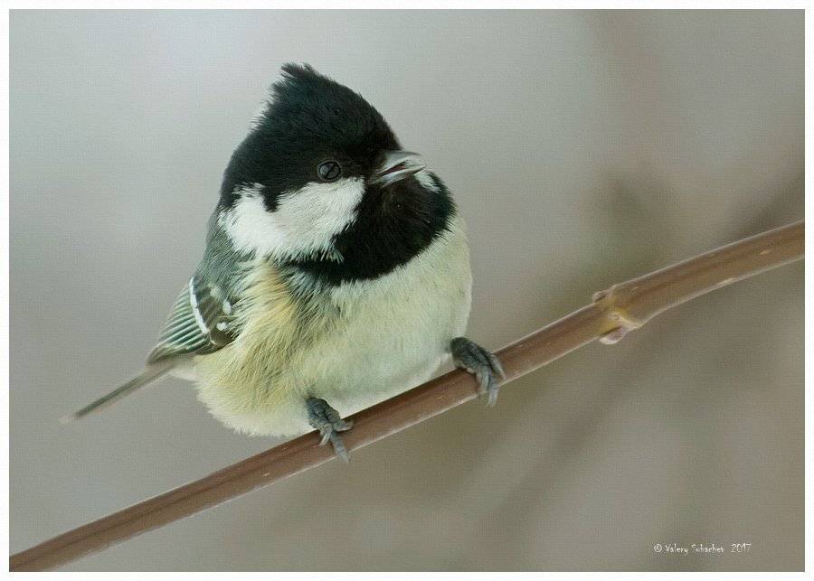 , Валерий Субачев