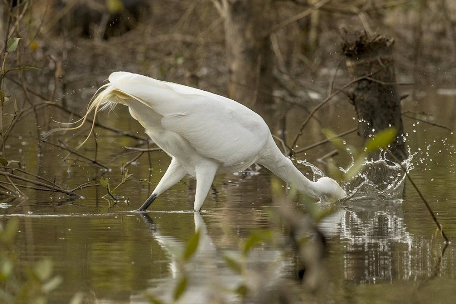 , Silvestr Szab&oacute;