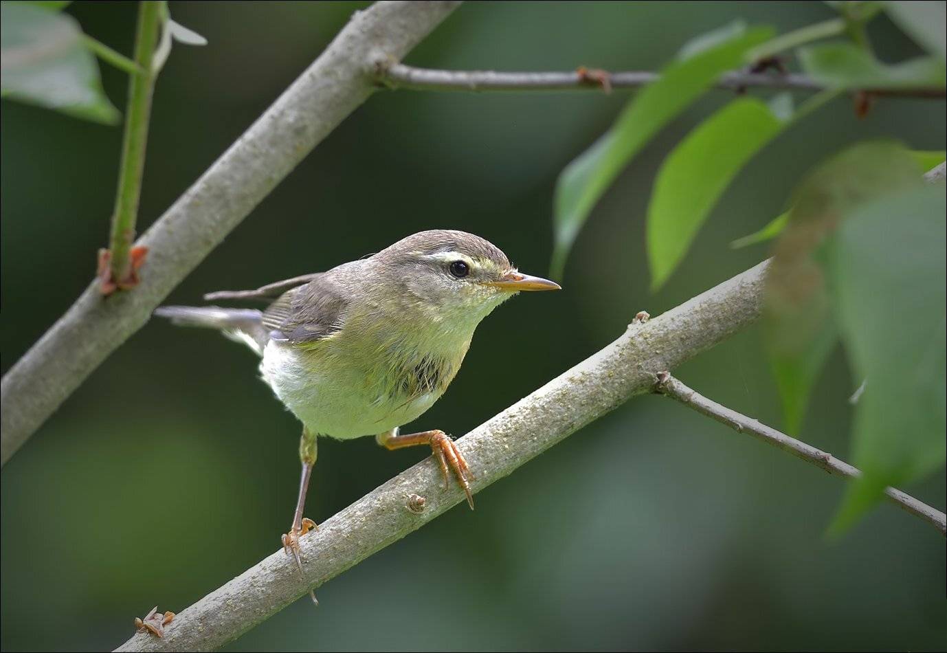 пеночка, Андрей Медведев