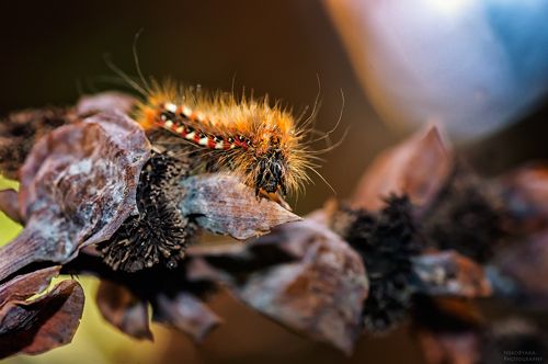 Совка щавелевая