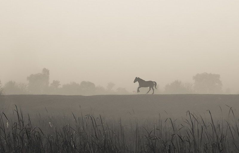 Кони - они как дети... фото превью