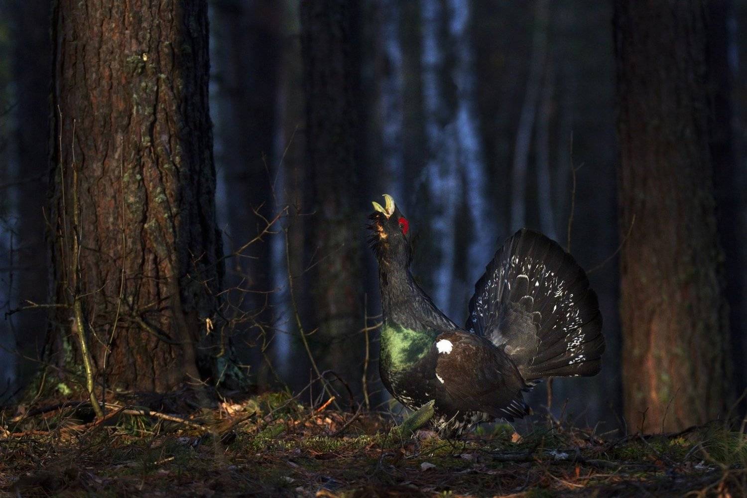 дикая природа мордовии птицы глухарь, Каранов Николай