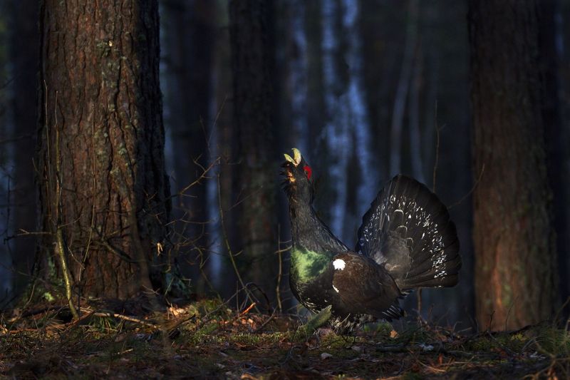 дикая природа мордовии птицы глухарь Хозяин тока фото превью