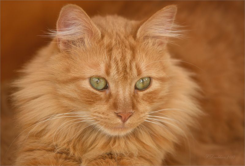 кошки, рыжий, портрет Зелёные глаза фото превью