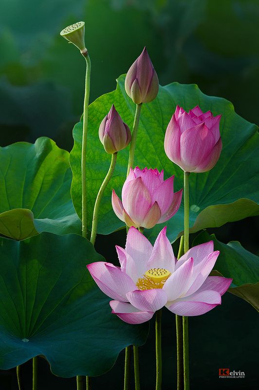 Hoa Sen фото превью