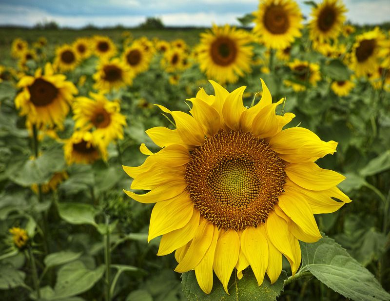 Зауралье фото превью