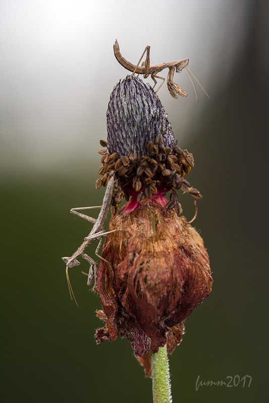 ПРО ВЕРШКИ И КОРЕШКИ. фото превью