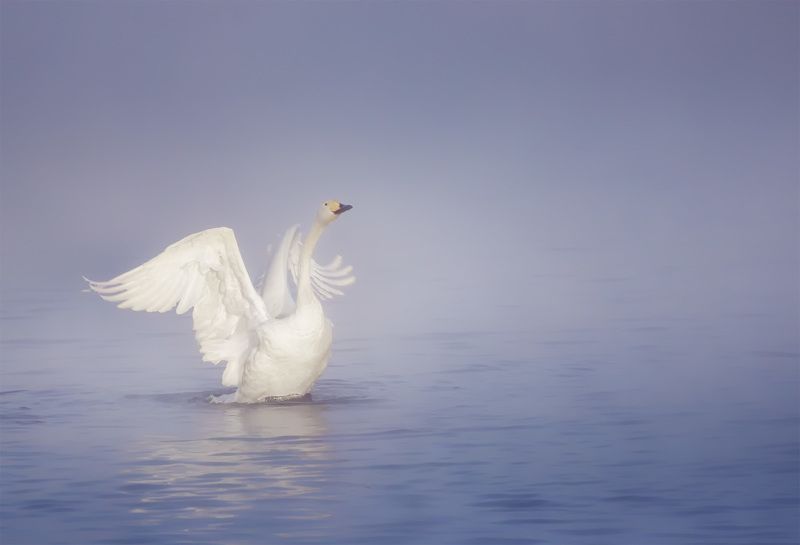 Алтай На встречу новому дню! фото превью
