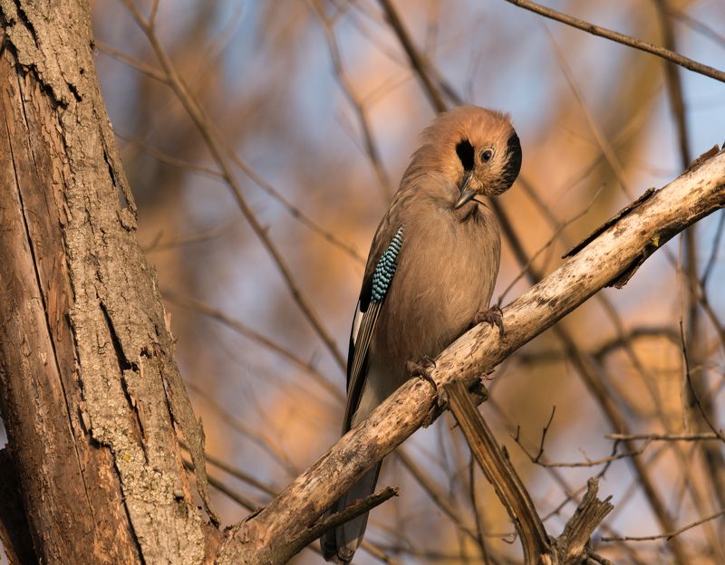 СОЙКА фото превью