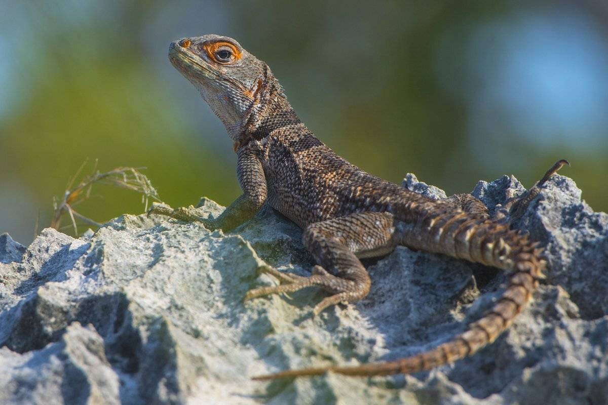 хозяйка, Александр Маркелов