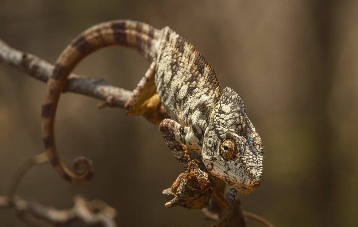 хамелион, Александр Маркелов