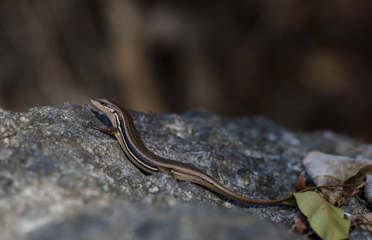 находка, Александр Маркелов