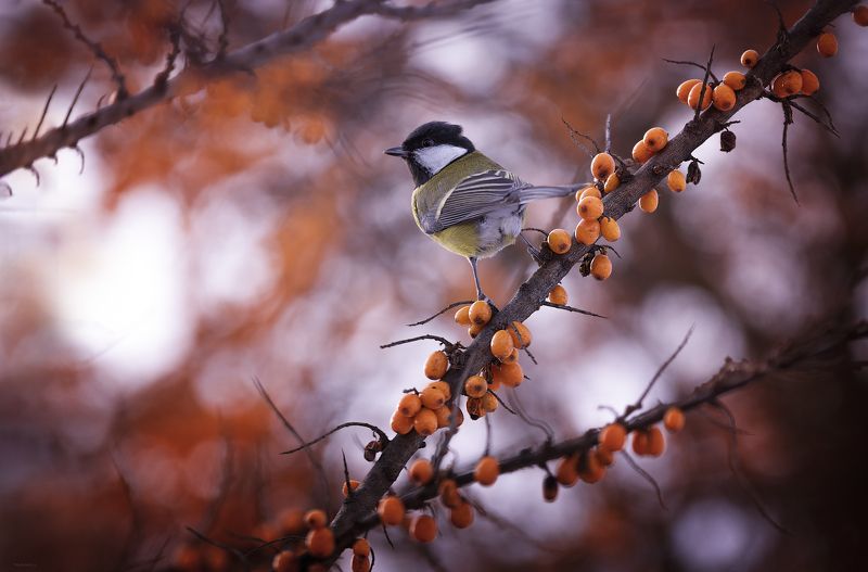 На районе, главная :) фото превью