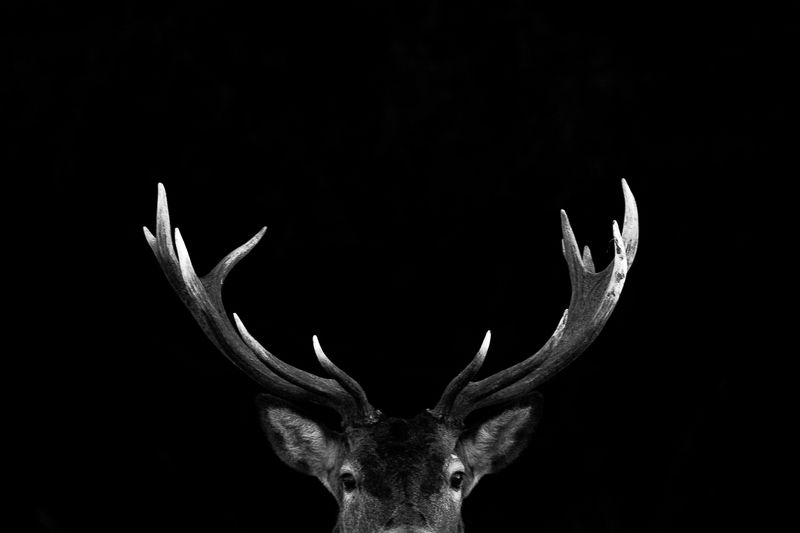 Пророга фото превью