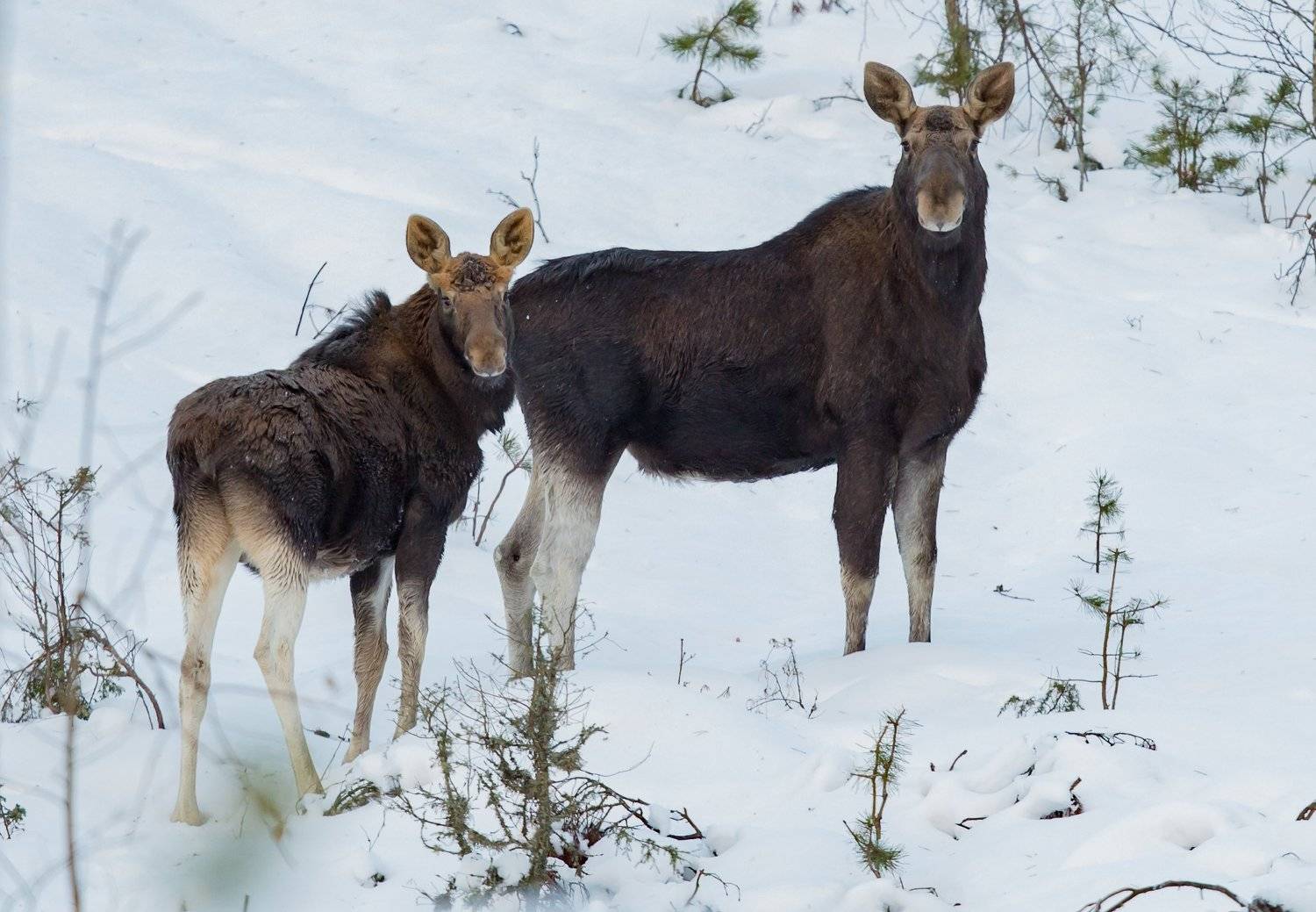 , Андрей Шимчук