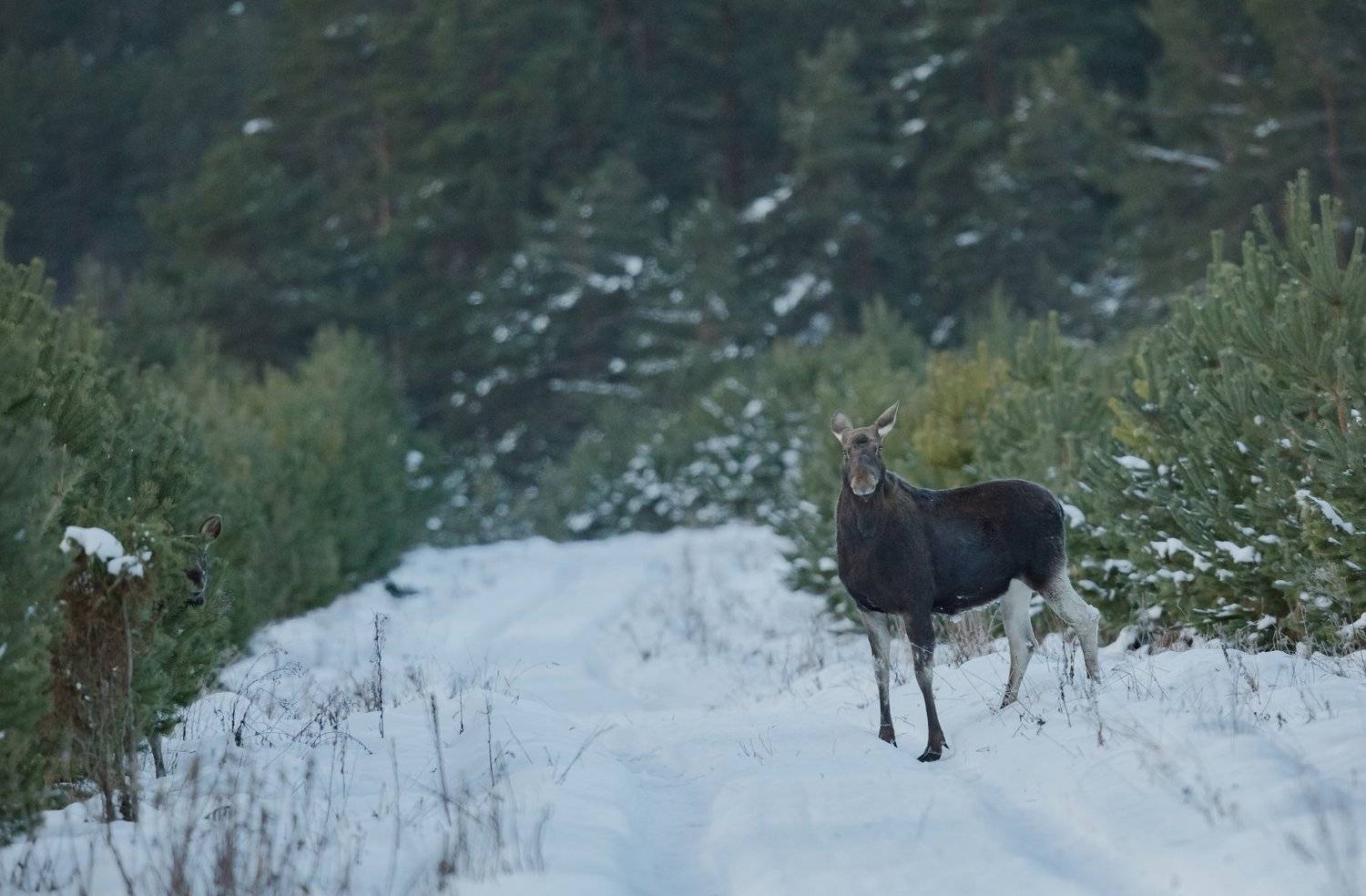 , Андрей Шимчук