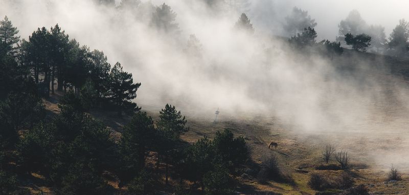 крым, рассвет, туман, облака, лес, sunrise, fog, clouds, forest, trees  фото превью