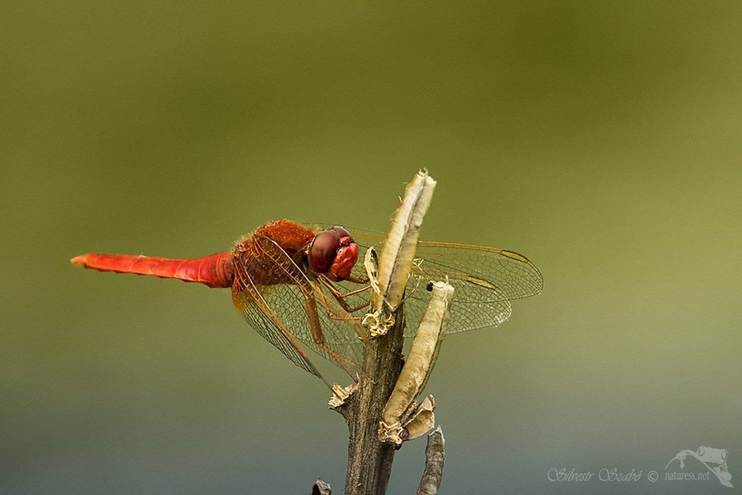 , Silvestr Szab&oacute;