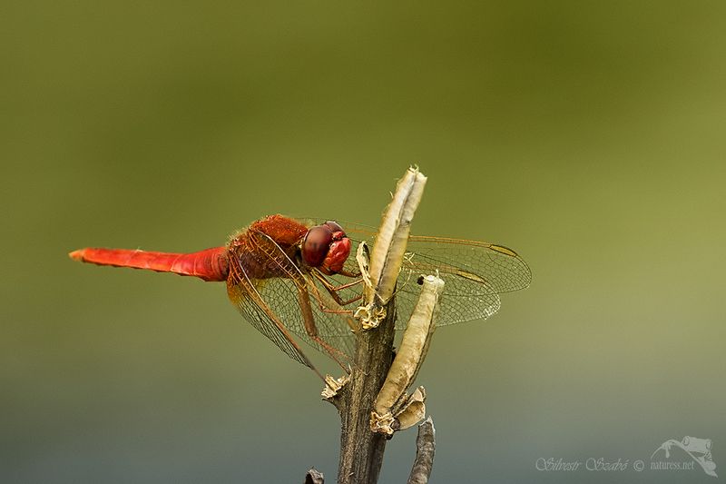 šídlo фото превью