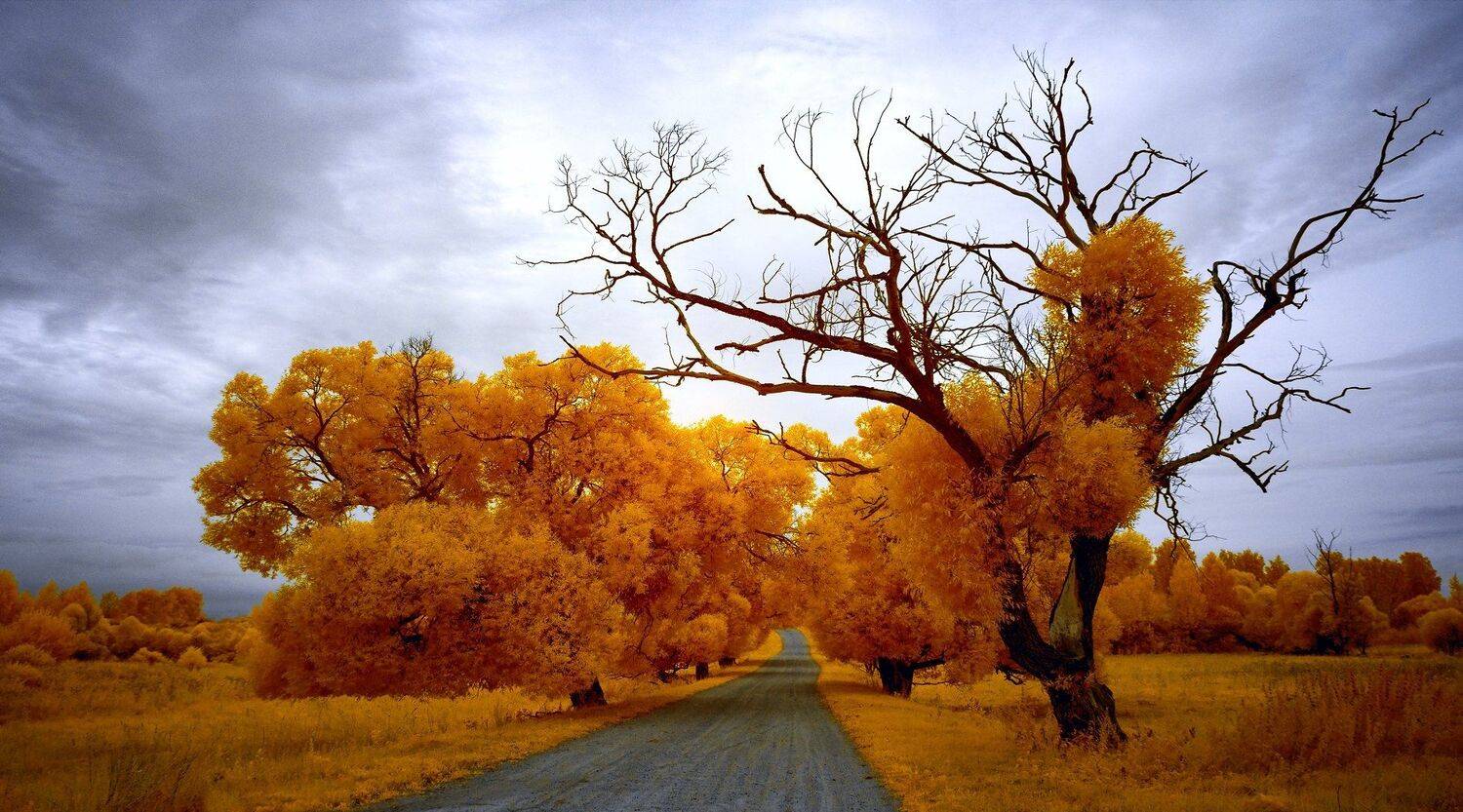 infrared,ик-фото,инфракрасное фото,инфракрасная фотография,пейзаж,природа,беларусь,лето, Sixten ( Сергей )