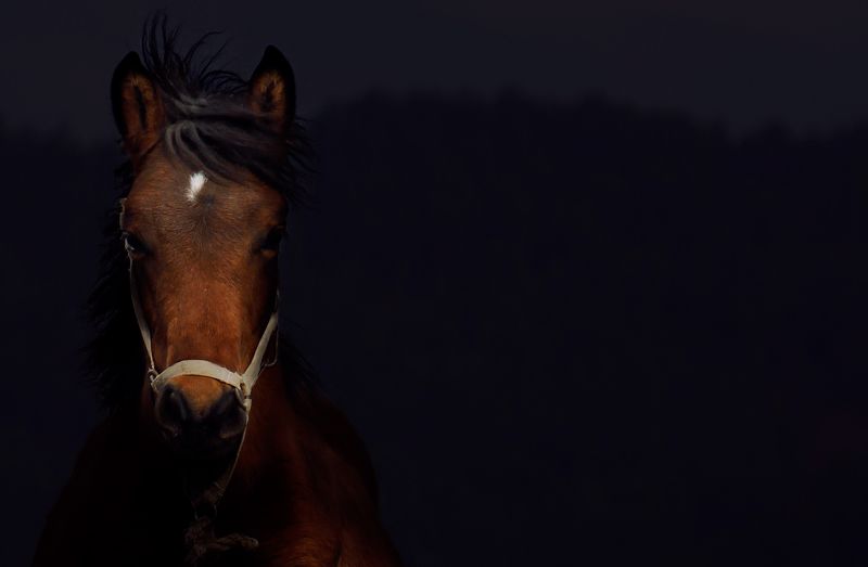 лошадь, молодой, взгляд, животное, темный, портрет, сербия, внутренний, horse, young, glance, animal, dark, portrait, serbia, domestic, Determination фото превью