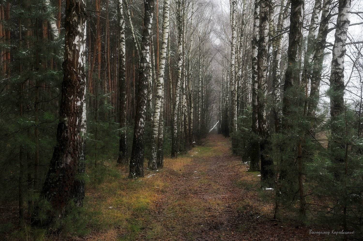 , Володимир Карчевський