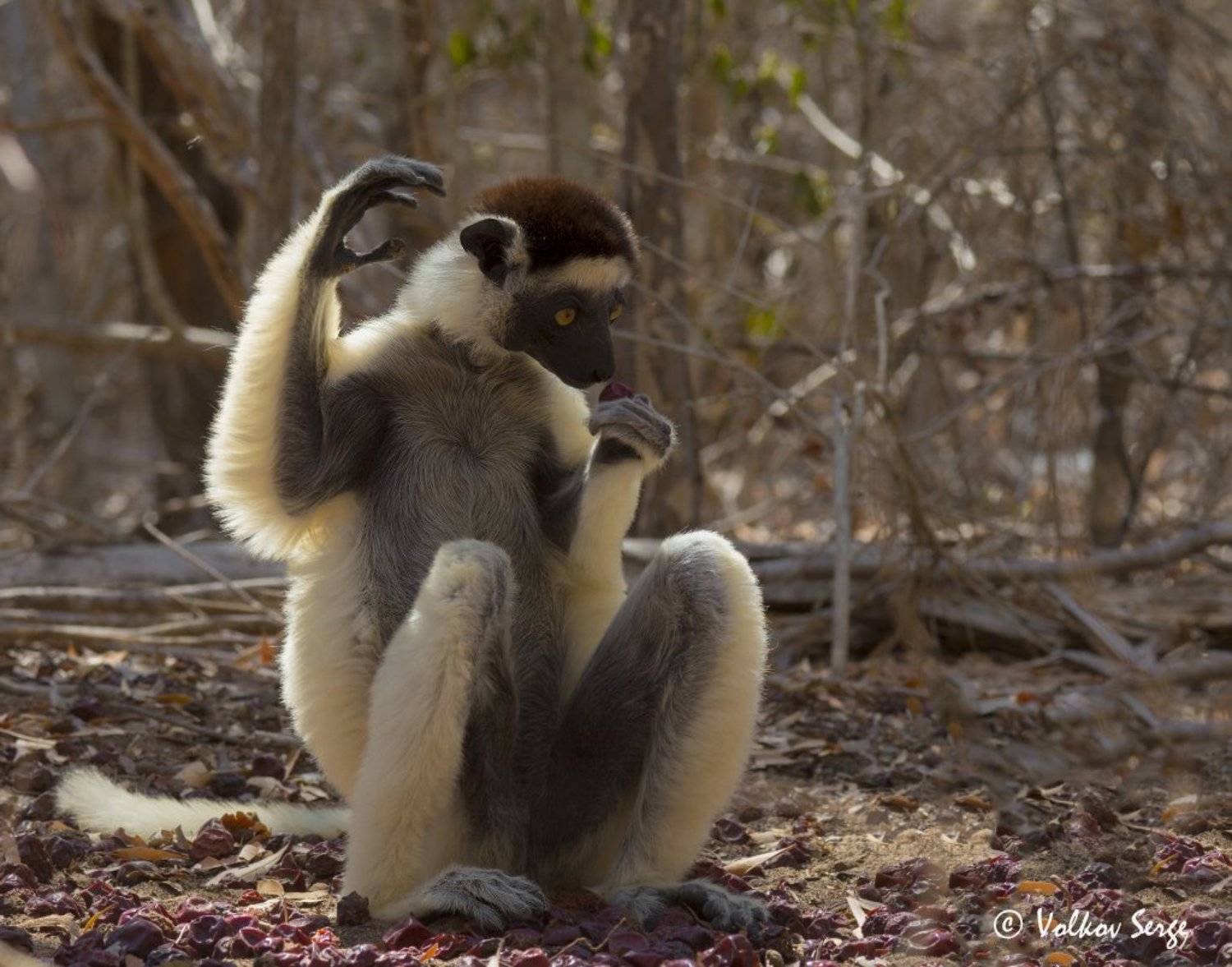 хохлатый сифака, propithecus verreauxi, мадагаскар, животный мир, дикая природа, приматы, лемуры, Сергей Волков