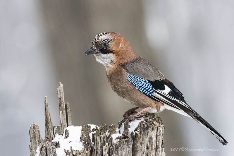 Сойка фото превью