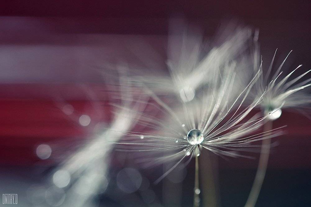 макро, капля,, Дмитрий Доронин