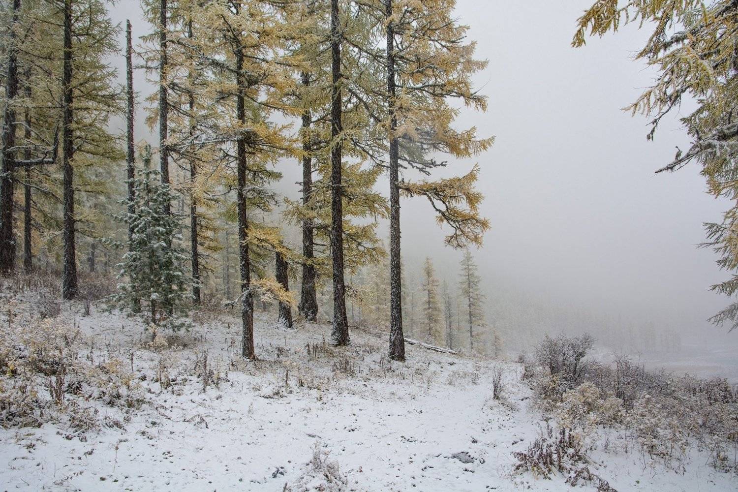 алтай,осень, Алексей Кретов