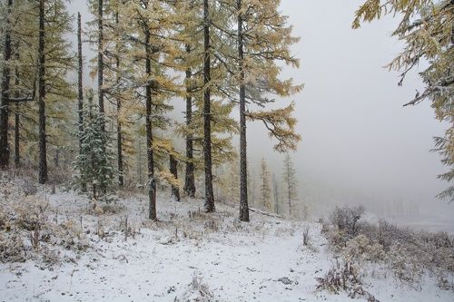 у леса на опушке...