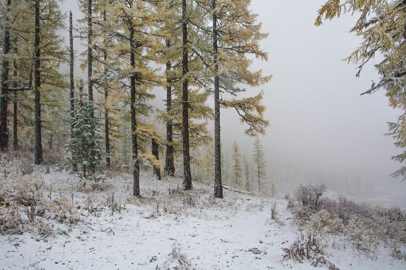 алтай,осень у леса на опушке... фото превью