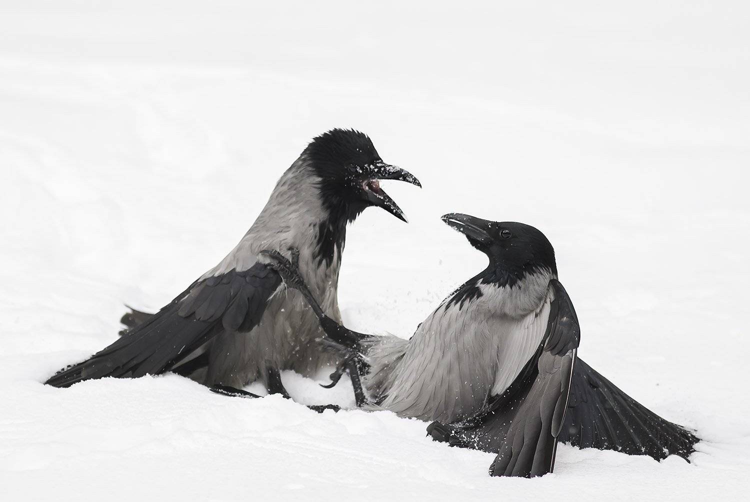 вороны, Наталья