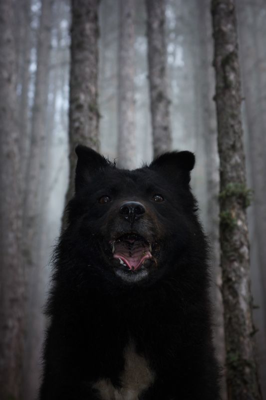 dob, black, animal, portrait, straight, look, mouth, tongue, teeth, forest, morning, animal photography, pulin, sheepdog, fog, pine, nature, hungarian, dob, черный, животное, портрет, прямой, взгляд, рот, язык, зубы, лес, утро, фотография животных, пулин, At home фото превью