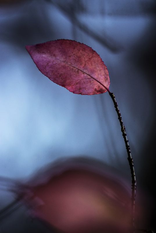 fall, autumn, autumnleaves, autumnweather, autumncolors, autumn2018, autumncolours, leaffall, autumnal, autumndays, autumntime, autumnsky, autumnstyle, falltime, season, seasons, instafall, instagramanet, instatag, instaautumn, leaf,  фото превью